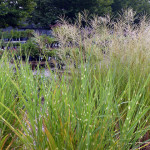grasses