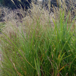 grasses