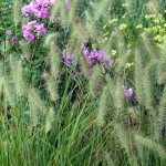 grasses