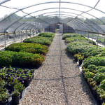greenhouse