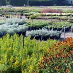 hellen_soli_groundcovers