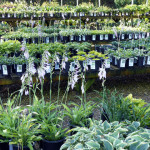 hostas