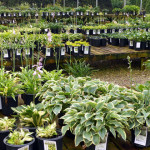 hostas