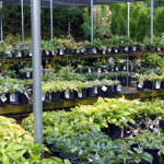 hostas