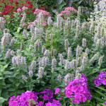 hyssop