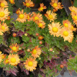 mums2