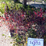 overstockshrubs