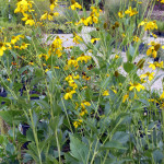 rudbeckia