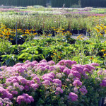 rudbecks_sedums