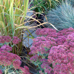 sedum