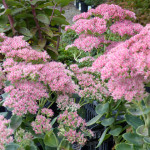 sedum