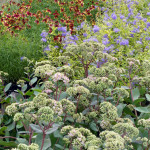 sedum_bluebeard_coreo