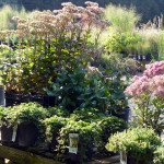 sedum_creepingpotentilla