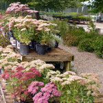 sedums