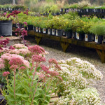 sedums_coreo