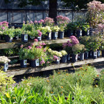 sedums_coreop