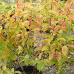 shrub