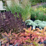 shrubs