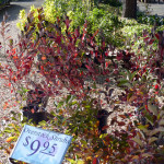 shrubs_overstock