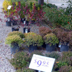 shrubs_overstock