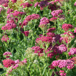 yarrow