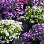 phlox_04_2017