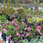 bleeding_hearts_front