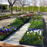 cold_weather_annuals
