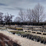shrubs