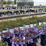 speedwell_roses