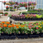 annuals