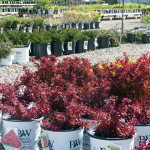 berberis