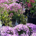 creeping_phlox