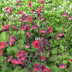 geum