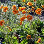 geum2
