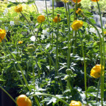 geums3