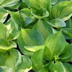 hostas