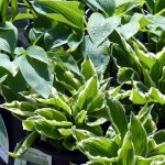 hostas