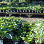 hostas