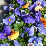 pansy