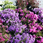 phlox