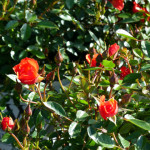 rose