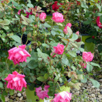 rose1