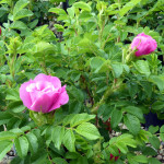 rose2