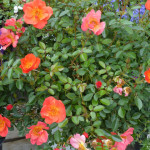 rose3