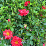 rose4