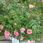 rose5