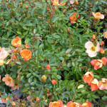 rose6
