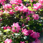 roses1