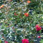 roses2